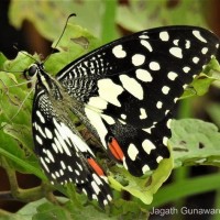 Papilio demoleus Linnaeus, 1758